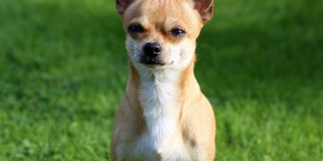 Chihuahua breed