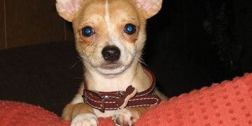 Behavior of Chihuahuas