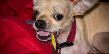 best snacks for Chihuahuas