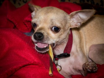 best snacks for Chihuahuas