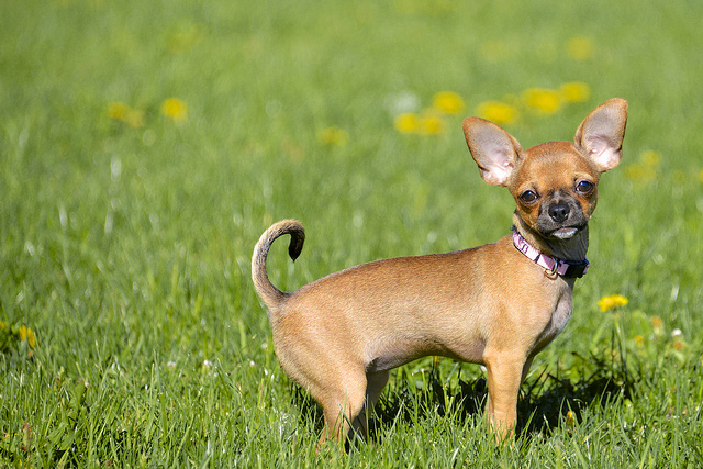 Basic techniques to take care for Chihuahua