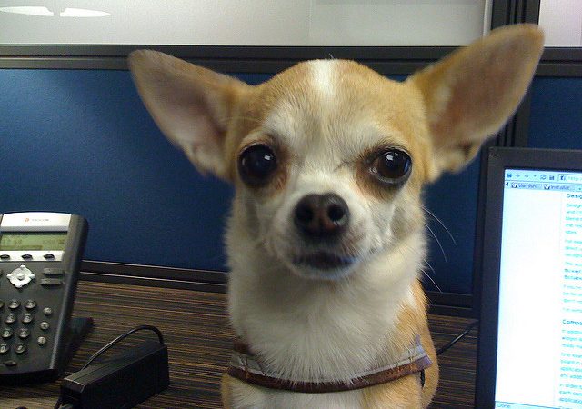 Frequently Asked Questions about Chihuahua