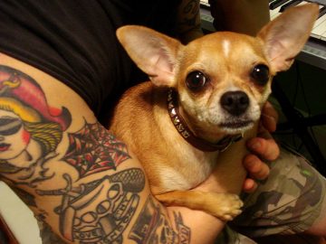 male and female chihuahua