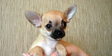 Health problems in Chihuahuas