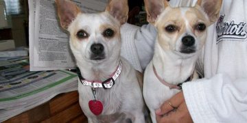 Senior Chihuahuas