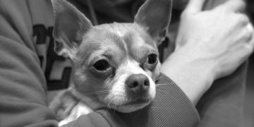 Tracheal Collapse in Chihuahuas