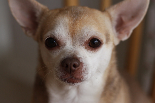 Difference between Apple Head and Deer Head Chihuahuas