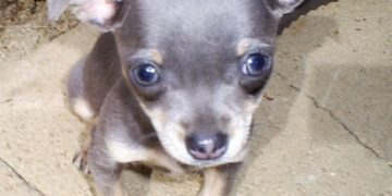 Blue Chihuahua