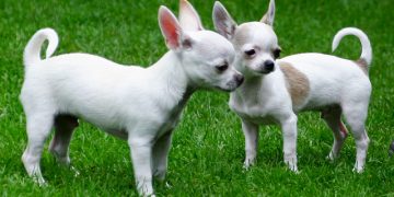 Eating problems of Chihuahuas