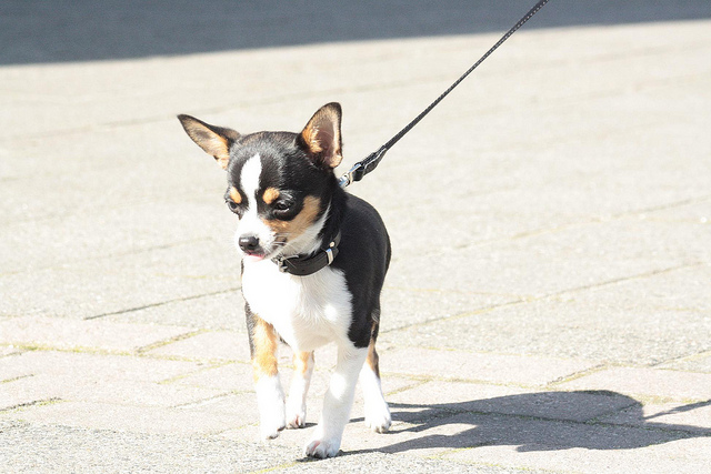 Precise Information regarding Exercise for Chihuahuas