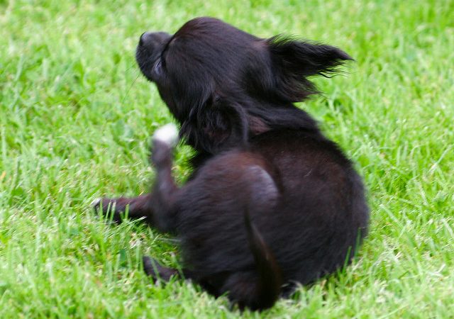 Facts about coat hair shedding in Chihuahuas