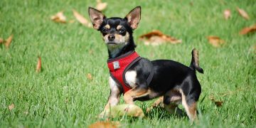 Kennel cough in Chihuahuas