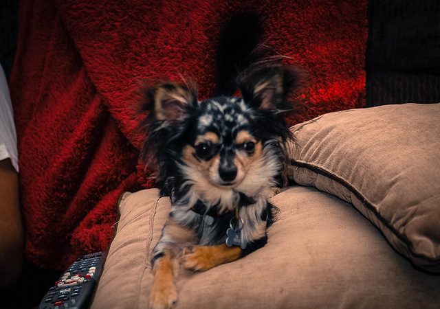 Potential Health Issues of Merle Chihuahuas