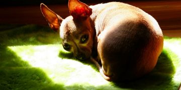 Patellar Luxation in Chihuahuas