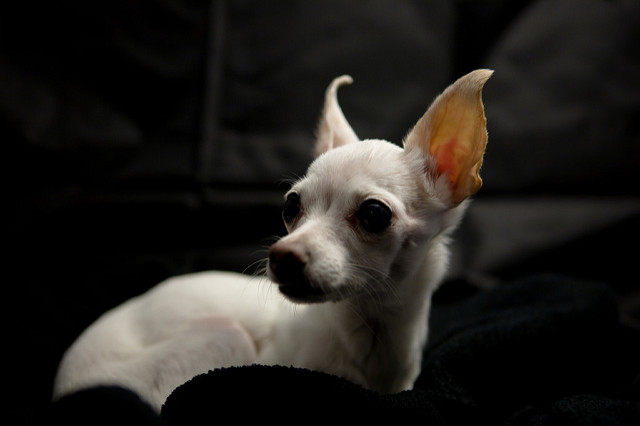 Raw food diets for Chihuahuas