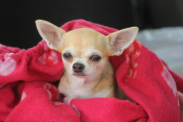 Spaying and Neutering the Chihuahuas