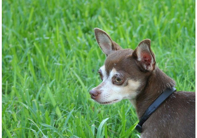 What are the health benefits to have Chihuahua?