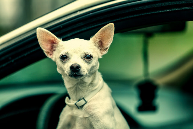 Separation Anxiety in Chihuahuas