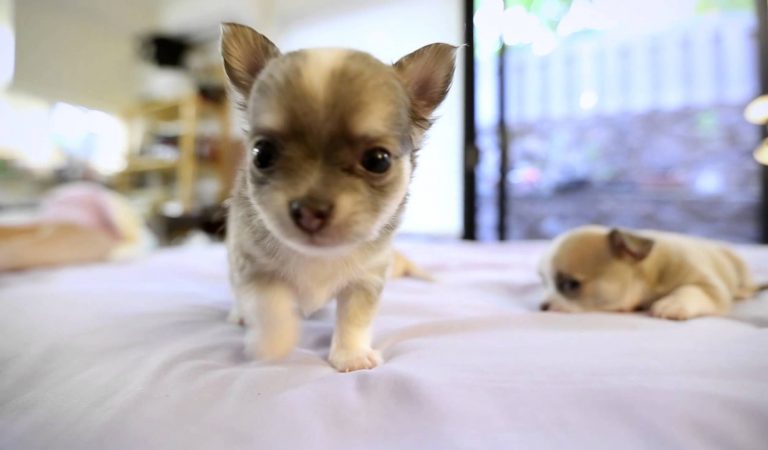 Chihuahua Puppies taking part in – Few months outdated puppies