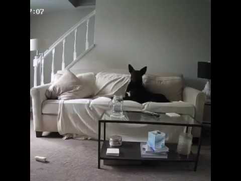 Canine  Howl on Couch | Furbo Canine Digital camera