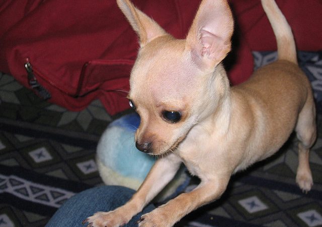 Want to know about constipation in Chihuahua breed?